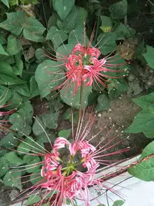 做个顶天立地的好男人