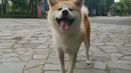 活捉会笑的秋田犬一只,自家狗狗看到吃醋离家出走了