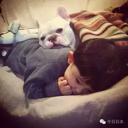 法斗当起了小保姆是怎么样的