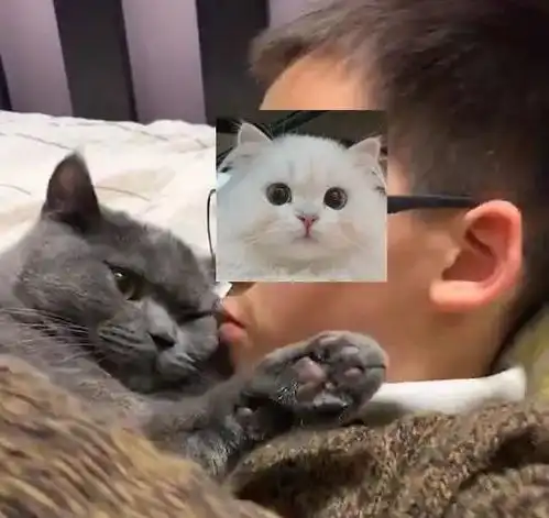 自闭症男孩与猫我的频道,只有你听到