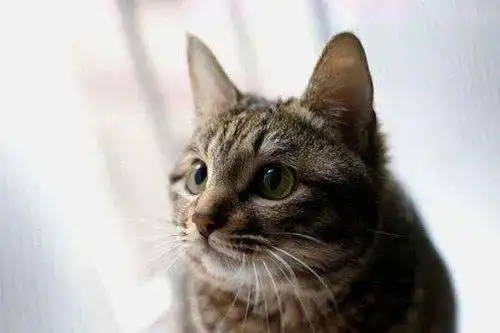 狸花猫三角脸怎么办为什么狸花猫是三角脸