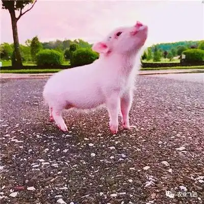 非洲猪瘟又来了对玉米价格有影响吗