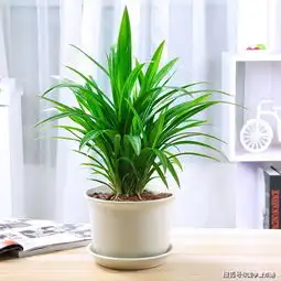 风水大师爆料能旺财的家居植物有哪些