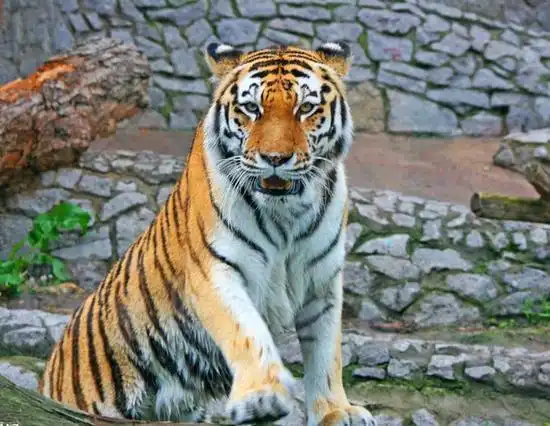 组图地球上50大最凶猛的动物排行榜,鲨鱼和鳄鱼排前两位