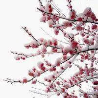 2017微信花草风景头像大全微信头像图片大全