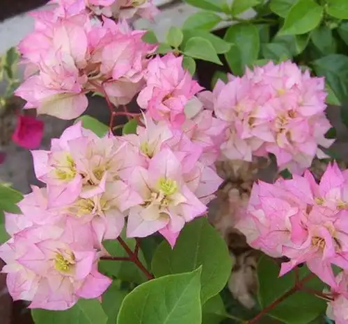 不会养花就用4种水来浇花,不黄叶烂根,长得特别旺