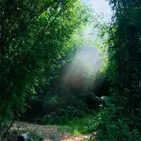 森林深处的一缕阳光
