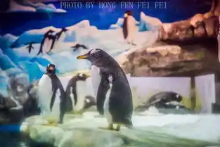 台州海洋世界感动一场人鱼的爱恋传说