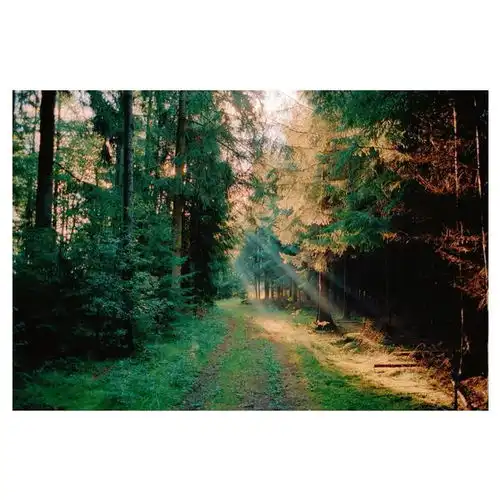 德国摄影师florianhasubick镜头下的森林之光,灵魂洗礼