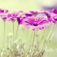 个性唯美清新意境头像尽享风中那淡淡的花香和迷人的爽意