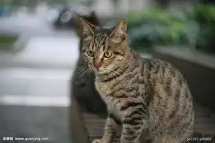 纯种狸花猫是什么样的