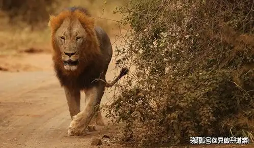 现存最大的狮王称霸非洲草原无对手,实力比肩东北虎