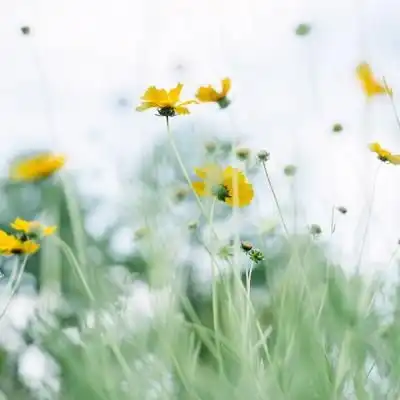 每天早上醒来时,面对的是越来越好风景静物头像我要个性网