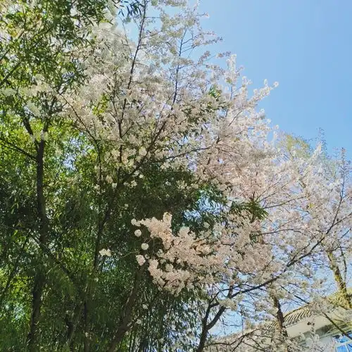 2023最新小清新风景头像