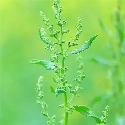 微信绿叶头像图片大全,微信头像树叶简约干净