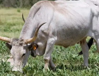 这几大生肖男天生贱骨头,老婆管得越紧越能发大财