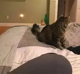 被弃养的猫留下了阴影,每时每刻都要盯着新主才放心