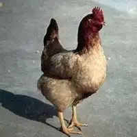 属鸡本命年手机微信头像微信头像图片大全