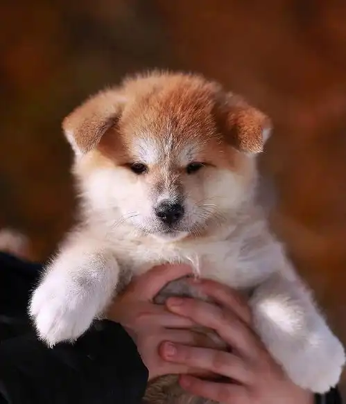 以忠犬八公而闻名于世的秋田犬,跟柴犬还有着最萌身高差呢