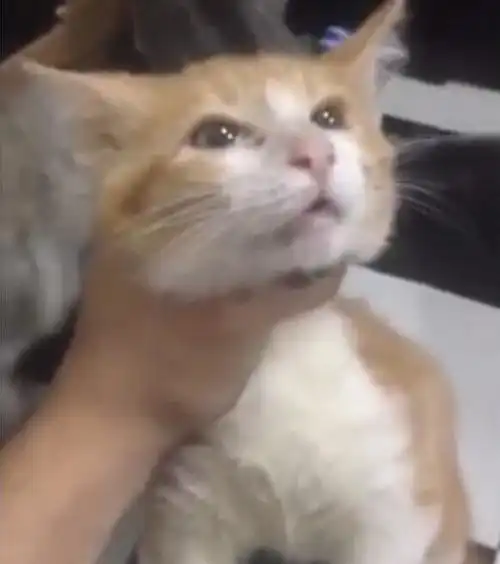 男朋友不接受猫上床居然有人问我,怎么不让猫咪上床,这不等于中了500万不去领奖