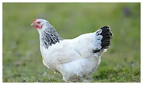 101岁高僧说了69年生肖鸡12月初要大难临头,能躲过后福无穷