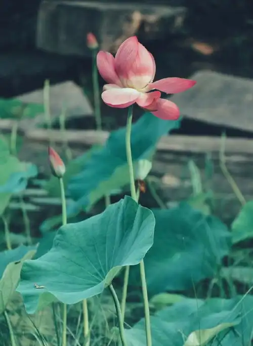 让自己释然的句子,修身养性,不看是你的损失