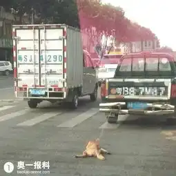 深圳司机把小狗拴车后拖死网友留言太残忍民声汇奥一报料南都报系综合报料平台