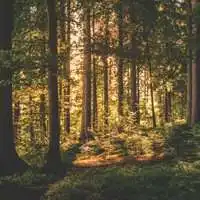 关于树林微信头像男微信头像图片大全