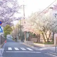 武汉大学樱花头像武汉大学樱花风景头像