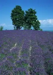 花草图片花草图片大全