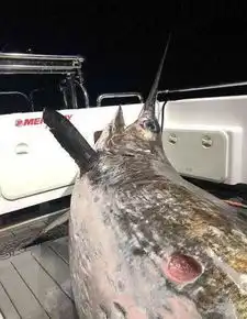 渔民历经2小时捕获一条436公斤旗鱼据称世界第二大