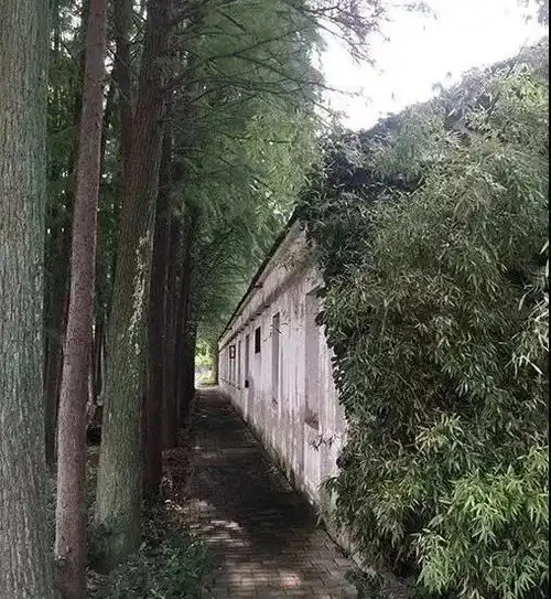 杨瑞清小树林边的教育梦