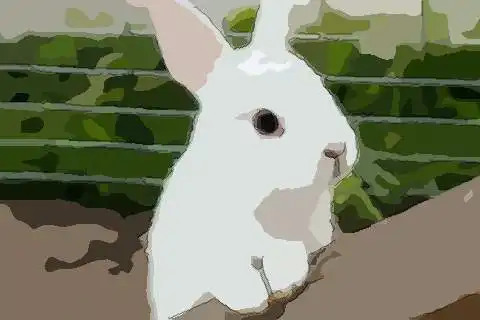 属兔2021年运势及运程男性2021年属兔男全年每月运势