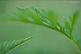 自然花草0112自然花草图自然风景图库