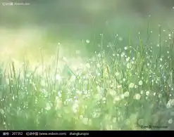 沾满水珠的花草图片免费下载编号207352红动网