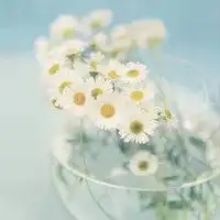 微信头像风景或花草树木下载