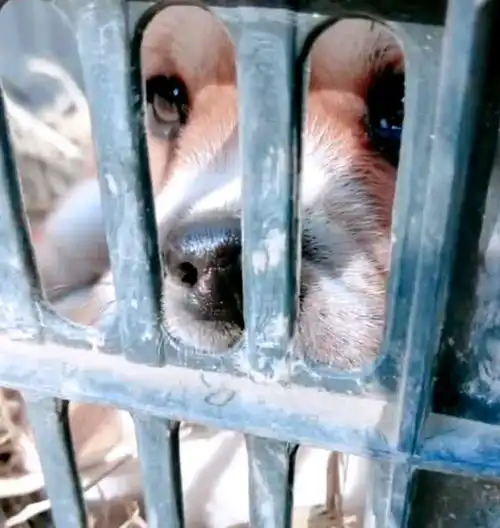 小奶狗被带回新家,整天缩在窝内想妈妈,悲伤的神情让人心碎了