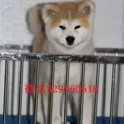 天津武清转让忠诚老实秋田犬包纯种健康秋田犬图片犬舍