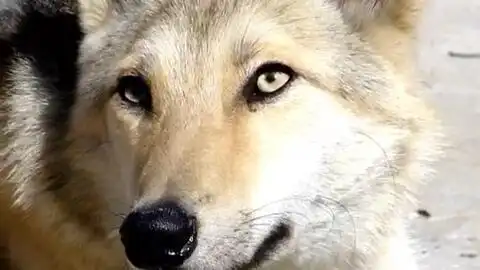 狼狼狗混血狼灰狼