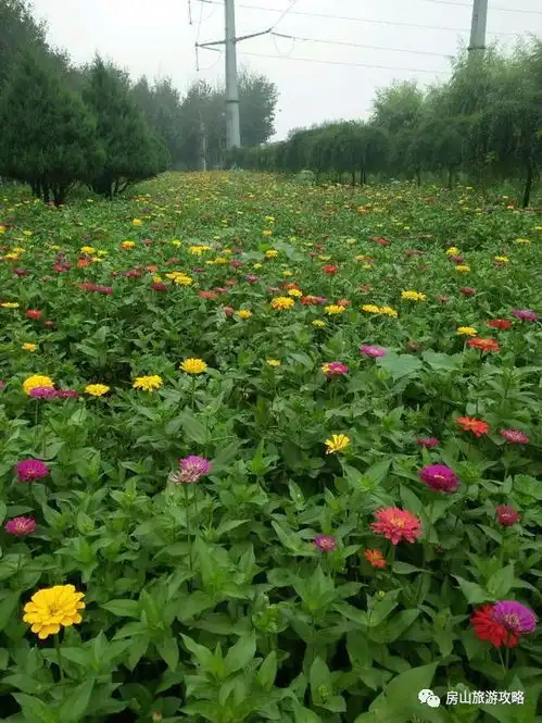小清新圣地您身边的百日菊花海已经绽放约吗