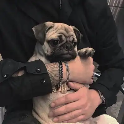 带动物暖心头像酷部位男生猫男生头像我要个性网