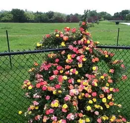 院子再小,老爸都要种上此些花卉,每年家里都花团锦簇,清新淡雅