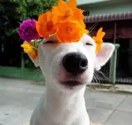 搞笑的汪星人图片大全最有镜头感的汪星人