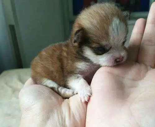 女子下班回到家,发现小奶狗失踪了,找到狗狗时却十分心痛