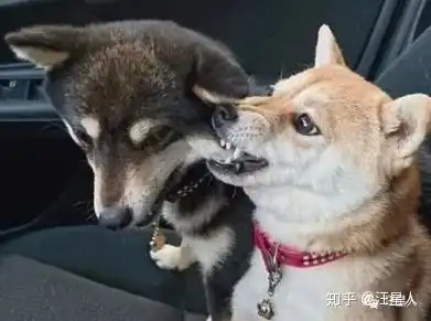 2只豆柴散步遇到一只秋田犬,结果站在一起后,网友笑喷最萌身高差