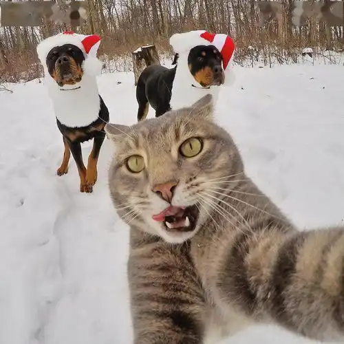 你家的猫会拍vlog吗