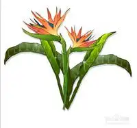 天堂鸟花图片设计