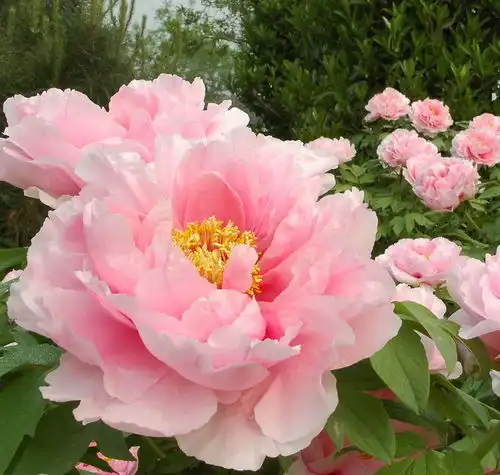 妻子是这些生肖的,娶了一辈子大富大贵,人丁兴旺辈辈旺