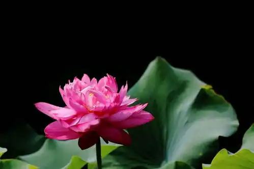 7月开始,青鸟传信,与真爱邂逅相守的四大生肖,有望结成好姻缘