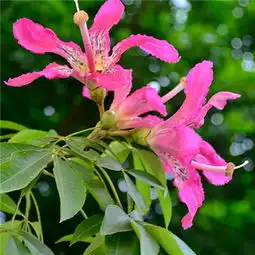 2018最美风景微信头像真实花草唯美有寓意微信花草头像